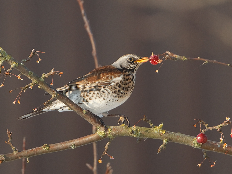 Turdus pilaris Kramsvogel Fieldfare